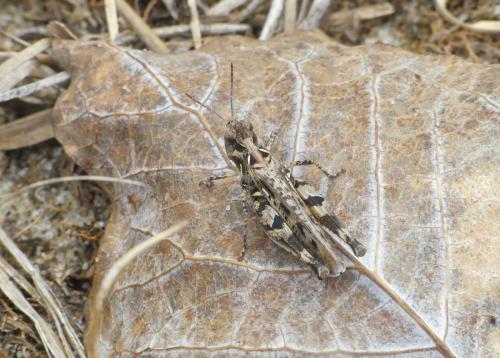 Réf. 191 164 : Dociostaurus sp.